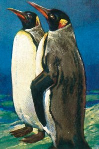 Kral penguenler, c1928. by Unbekannt
