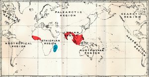 Lemuroidea - III. Harita, Chiromyidae Ailesinin ve Alt Ailelerin Dağılımını Gösteriyor by Unbekannt