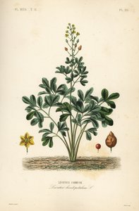 Leontice, Leontice leontopetalum, Leontice komün by Unbekannt