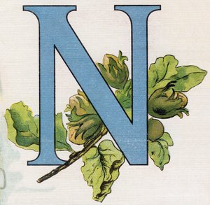 N harfi: fındık. "ABC L