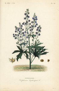 Bene ve Stavessere gibi, Delphinium Staphysagriae, Staphysagri by Unbekannt