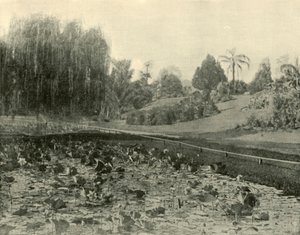 Lily Pond, Brisbane Botanik Bahçeleri, 1901. by Unbekannt
