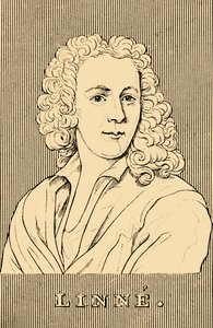 Linne, 1707-1778, 1830. by Unbekannt