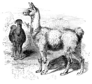 Alevler, c1880 by Unbekannt