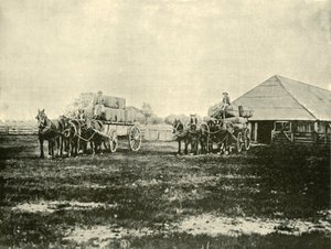 Yün Yükleme, Warrawooh İstasyonu, Wimmera, 1901. by Unbekannt