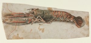 Istakoz, 1600