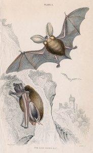 Uzun kulaklı yarasa Plectorus auritus, 1828 by Unbekannt