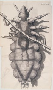 İnsan saçına yapışan bit, Hookes Micrographia, 1665 by Unbekannt