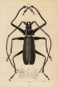 Macrotoma hayesii böceği by Unbekannt
