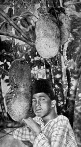Malay nefesi toplama, 1922 by Unbekannt