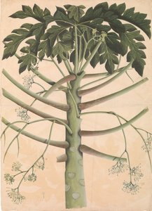 Erkek Papaya Ağacı, ca. 1790-1800. by Unbekannt