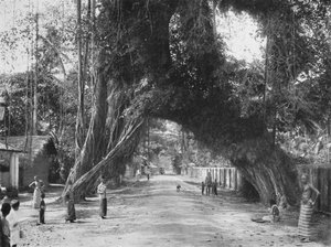 Kalutara yakınlarındaki Colombo-Galle yolunda pitoresk eski incir ağacı Ficus indica, 1926 by Unbekannt