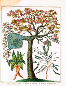 Mandrake, Hassas Bitki ve Akasya, c1795 by Unbekannt