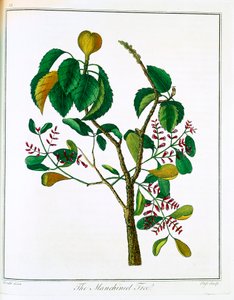 Manicheel ağacı Hippomane mancinella veya Poison Guava, c1795 by Unbekannt