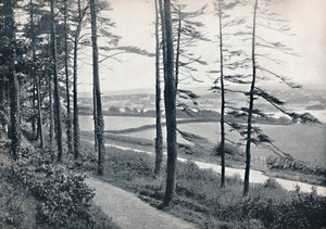 Menai - Bangor Wood
