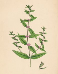Mentha gracilis, var. genuina. İnce Nane, 19. Yüzyıl by Unbekannt