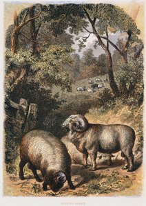Merinos koyunu, c1860 by Unbekannt