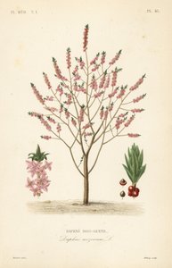 Mezereon veya sütleğen defnesi, Daphne mezereum, Daphne bois-gentil by Unbekannt