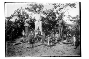 Maymunlar, c.1910 (s/b fotoğraf) by Unbekannt