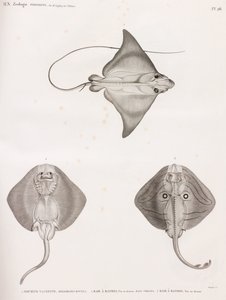 Mourine Dana Derisi ve Çizgili Ray by Unbekannt
