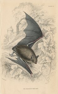 Natterers yarasa Myotis nattereri, 1828 by Unbekannt