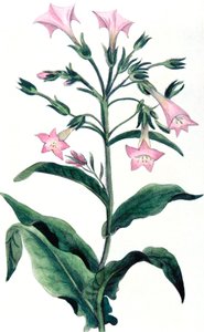 Nicotiana tabacum - tütün bitkisi, 1823 by Unbekannt