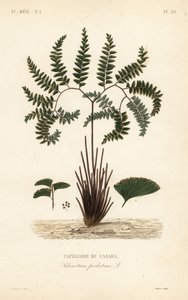 Kuzey kızlık tüyü eğreltiotu veya beş parmaklı eğrelti otu, Adiantum pedatum, Capillaire du Kanada by Unbekannt