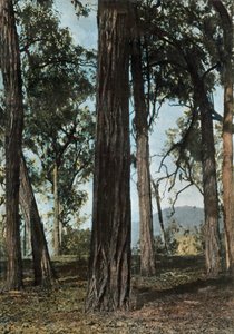 Yeni Gine. Le Bois De Fer, Papua Yeni Gine - Ironwood Ağaçları, 1900. by Unbekannt