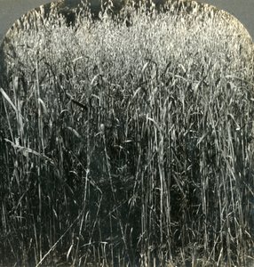 Büyüyen Yulaf, Pensilvanya, ABD, 1903. by Unbekannt