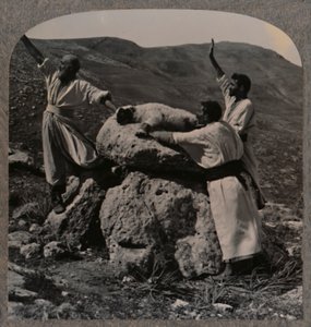 Sunakta kuzu kurbanı sunmak, Moreh, c1900 by Unbekannt