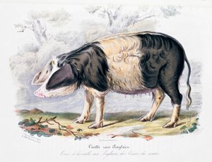 Eski İngiliz domuz cinsi, 1842 by Unbekannt