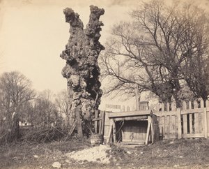 Chatham yakınlarındaki Yaşlı Ağaç, 1850