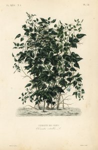 Yaşlı adamın sakalı ve yolcunun neşesi, Clematis vitalba, Clematite des haies by Unbekannt