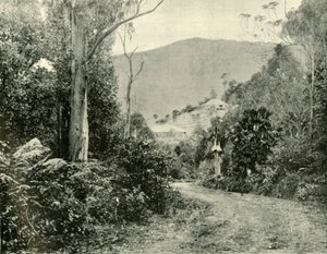Illawarra Yolu üzerinde, N.S.W., 1901. by Unbekannt