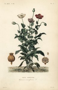 Haşhaş, Haşhaş somniferum, Pavot somnifere by Unbekannt