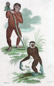 Borçlular ve Gibbon, 1822 by Unbekannt