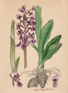 Orchis maskula. Erken mor Orchis, 19. yy by Unbekannt
