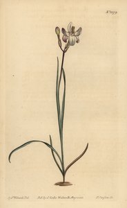 Boyalı çiçekli ixia, Ixia fucata by Unbekannt