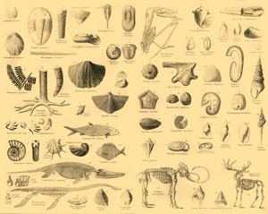 Paleontoloji, c1910. by Unbekannt