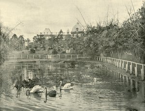 Papirüs Göleti, Brisbane Botanik Bahçeleri, 1901. by Unbekannt