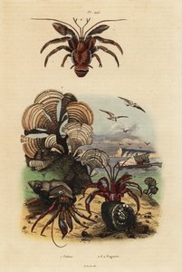 Tavus kuşunun kuyruk yosunu, Padina pavonica 1, adi münzevi yengeç, Pagurus bernhardus 2, mavi gözlü münzevi yengeç, Paragiopagurus diogenes 3 ve Pagurus alatus 4 by Unbekannt