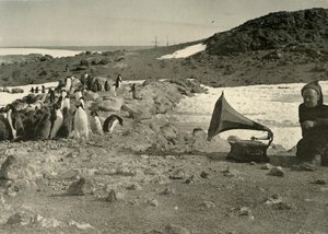 1908, 1909 yazında gramofon dinleyen penguenler by Unbekannt