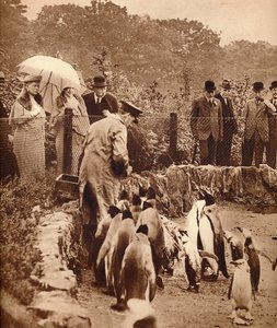 Kral için geçit töreninde penguenler, 1934 1935 by Unbekannt