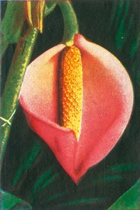 Philodendron, c1928. by Unbekannt