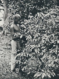 Kahve Toplama, 1916 by Unbekannt