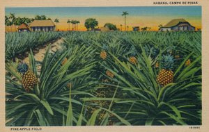 Çam Elma Tarlası - Havana, Campo De Pinas, c1910 by Unbekannt