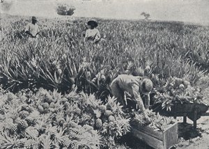 Çam Elma Tarlası, Queensland, 1923. by Unbekannt