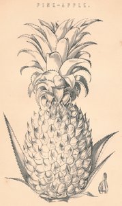 Çam-Elma, c19. yüzyıl. by Unbekannt