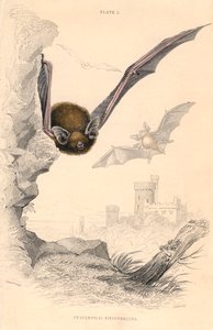 Pipistrelle yarasa Pipistrellus pipistrellus, 1828 by Unbekannt