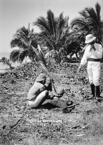 Hindistan cevizi ekimi, Solomon Adası, Fiji, 1905 by Unbekannt